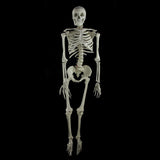 Budget "Bucky" Skeleton (4th Quality)