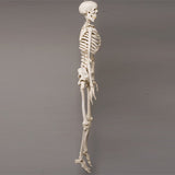 "Harvey" Skeleton, Life-Size, 2nd Class