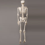 "Harvey" Skeleton, Life-Size, 2nd Class