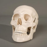 "Harvey" Skull, 1st Class