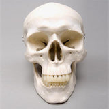"Harvey" Skull, 2nd Class