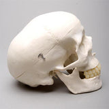 "Harvey" Skull, 2nd Class