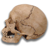 Museum Quality Skull - Adolescent Davey