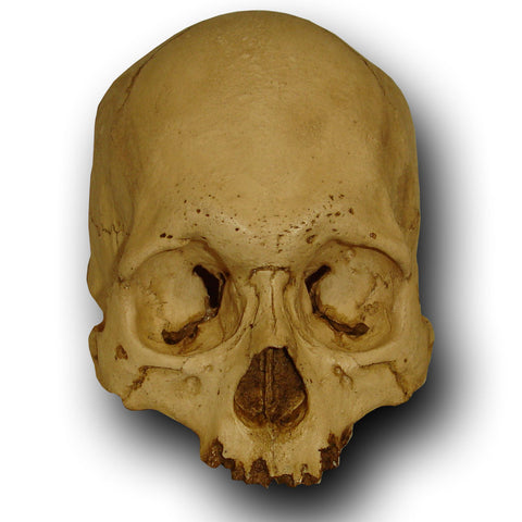 Museum Quality Skull - Marvin