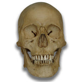 Museum Quality Skull - Mark