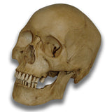 Museum Quality Skull - Mark