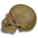 Museum Quality Skull - Mark