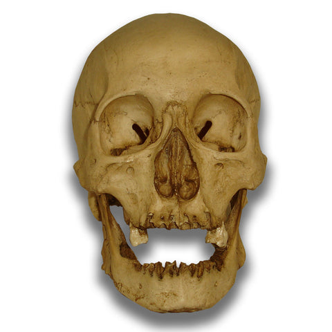 Museum Quality Skull - Matt