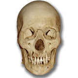 Museum Quality Skull - Max