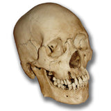 Museum Quality Skull - Max
