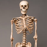 "Harvey" Skeleton, Life-Size, 2nd Class, Aged Version