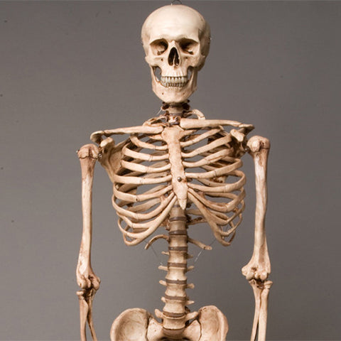 "Harvey" Skeleton, Life-Size, 2nd Class, Aged Version