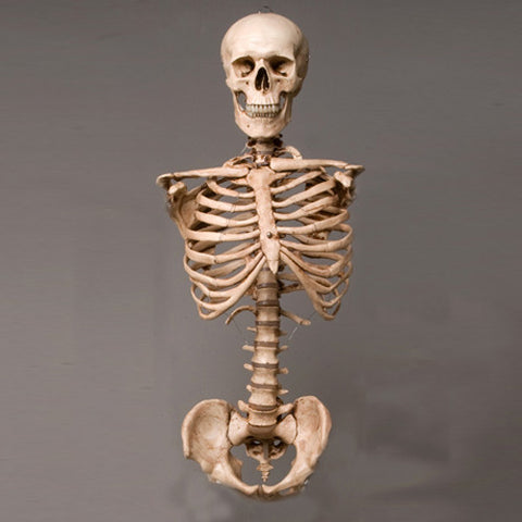 "Harvey" Skeleton Torso w/ Skull, Life Size, 2nd Class, Aged Version