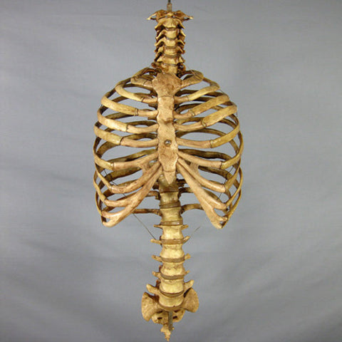 "Harvey" Skeleton Rib Cage & Spine, Life Size, 2nd Class, Aged Version