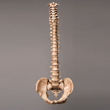 "Harvey" Skeleton Spine, Life Size, 2nd Class, Aged Version