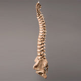 "Harvey" Skeleton Spine, Life Size, 2nd Class, Aged Version