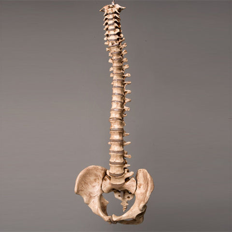 "Harvey" Skeleton Spine, Life Size, 2nd Class, Aged Version