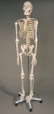 "Harvey" Skeleton, Life-Size, 1st Class