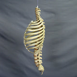 "Harvey" Skeleton Rib Cage & Spine, Life Size, 2nd Class
