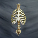 "Harvey" Skeleton Rib Cage & Spine, Life Size, 2nd Class