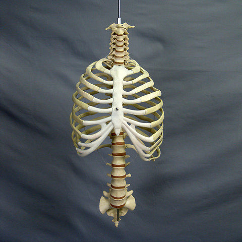 "Harvey" Skeleton Rib Cage & Spine, Life Size, 2nd Class