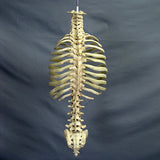 "Harvey" Skeleton Rib Cage & Spine, Life Size, 2nd Class