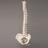 "Harvey" Skeleton Spine, Life Size, 2nd Class