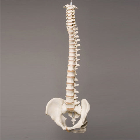 "Harvey" Skeleton Spine, Life Size, 2nd Class