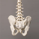 "Harvey" Skeleton Spine, Life Size, 2nd Class