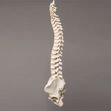 "Harvey" Skeleton Spine, Life Size, 2nd Class