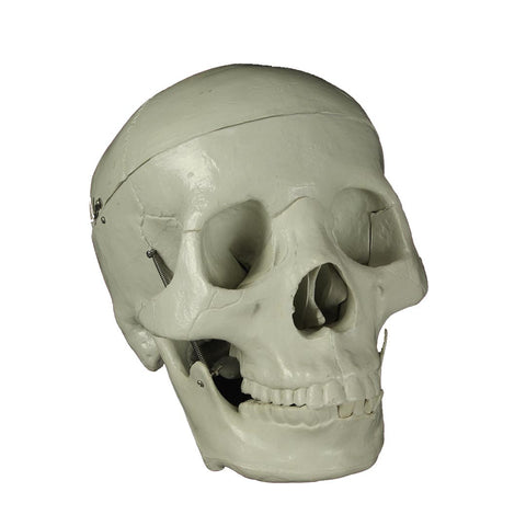 Budget "Bucky" Life-Size 3-Piece Bucky Skull 4th Quality