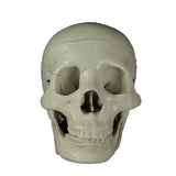 Budget "Bucky" Life-Size 3-Piece Bucky Skull 4th Quality