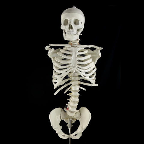 "Bucky" Skeleton Torso Without Arms