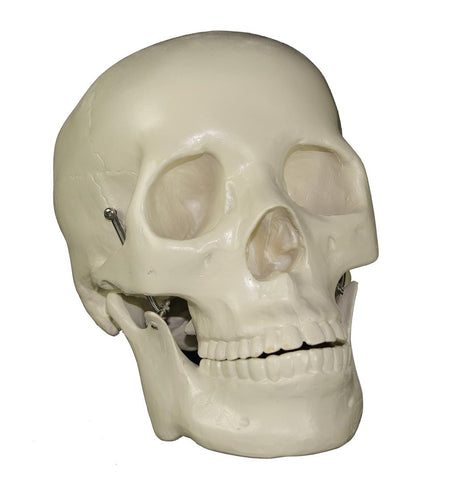 Budget "Bucky" Life-Size 2-Piece Skull (1st Quality)