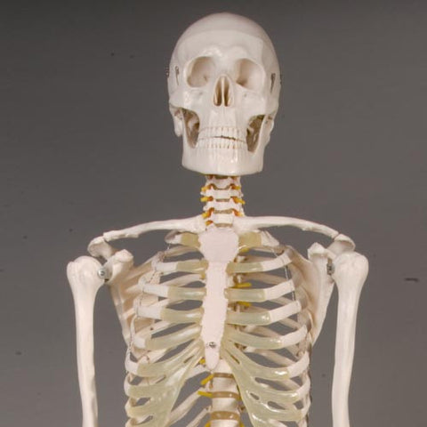 "Harvey" Skeleton, Life-Size, 1st Class