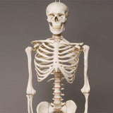 "Harvey" Skeleton, Life-Size, 2nd Class