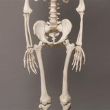 "Harvey" Skeleton, Life-Size, 2nd Class