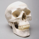 "Harvey" Skull, 2nd Class