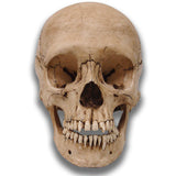 Museum Quality Skull - Adolescent Davey