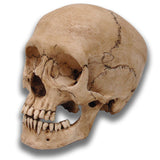 Museum Quality Skull - Adolescent Davey