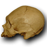 Museum Quality Skull - Marvin