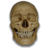 Museum Quality Skull - Rick