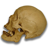 Museum Quality Skull - Matt