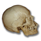 Museum Quality Skull - Max