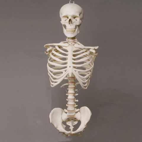 "Harvey" Skeleton Torso w/ Skull, Life Size, 2nd Class