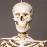 "Harvey" Skeleton Torso w/ Skull, Life Size, 2nd Class
