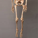 "Harvey" Skeleton, Life-Size, 2nd Class, Aged Version