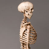 "Harvey" Skeleton, Life-Size, 2nd Class, Aged Version