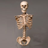"Harvey" Skeleton Torso w/ Skull, Life Size, 2nd Class, Aged Version