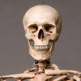 "Harvey" Skeleton Torso w/ Skull, Life Size, 2nd Class, Aged Version